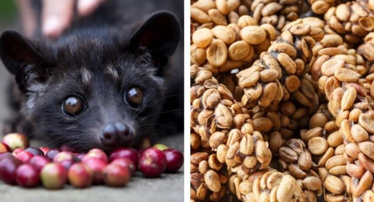 Kopi Luwak Pr Paration Et Go T